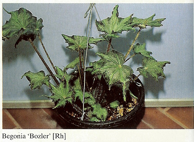 B. ‘Bozler’